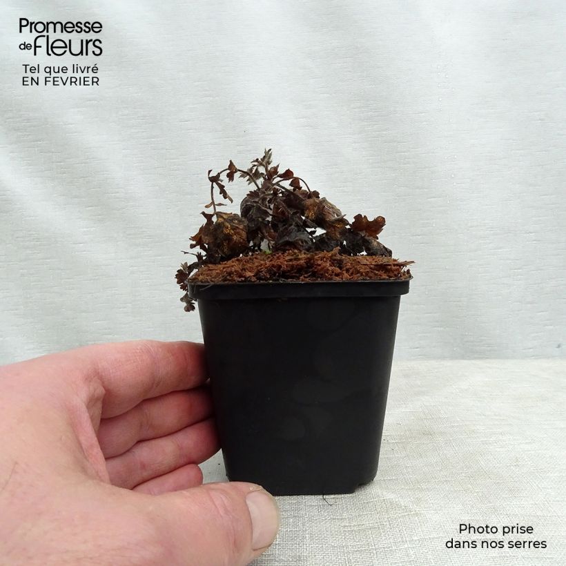 Example of Agrimonia eupatoria Alba Kweekpotje van 8/9 cm as you get in hiver