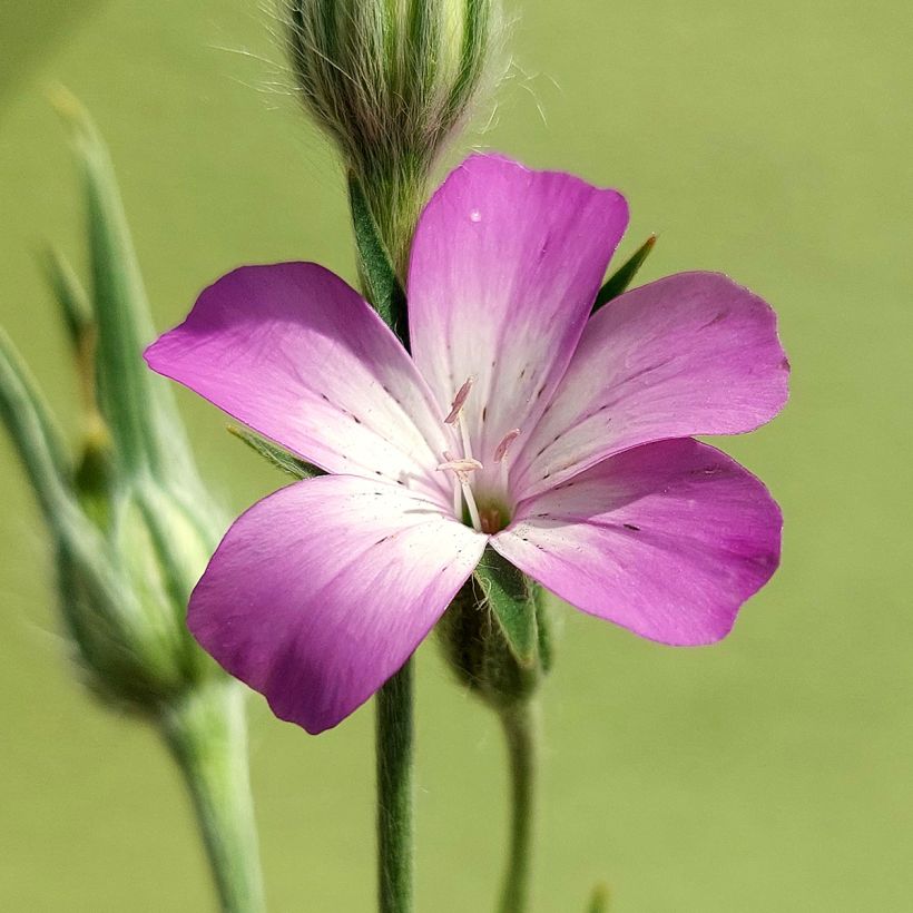 Agrostemma githago BIO (zaad) - Bolderik (Bloei)