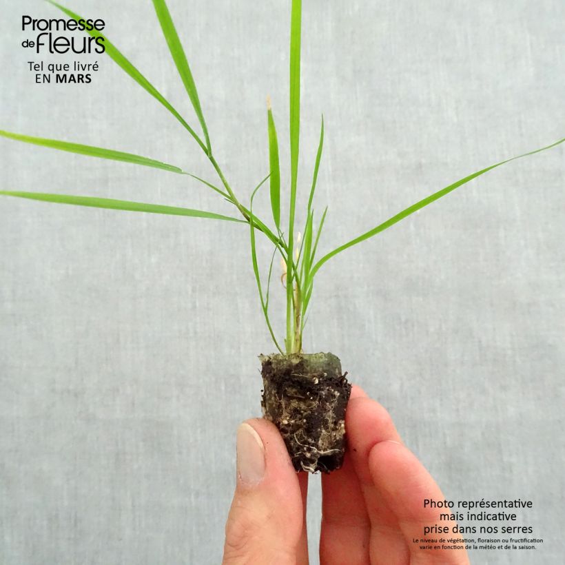 Example of Agrostis stolonifera Green Twist - Bamboo Grass Mini-mot Ø 1,5/2,5 cm as you get in printemps