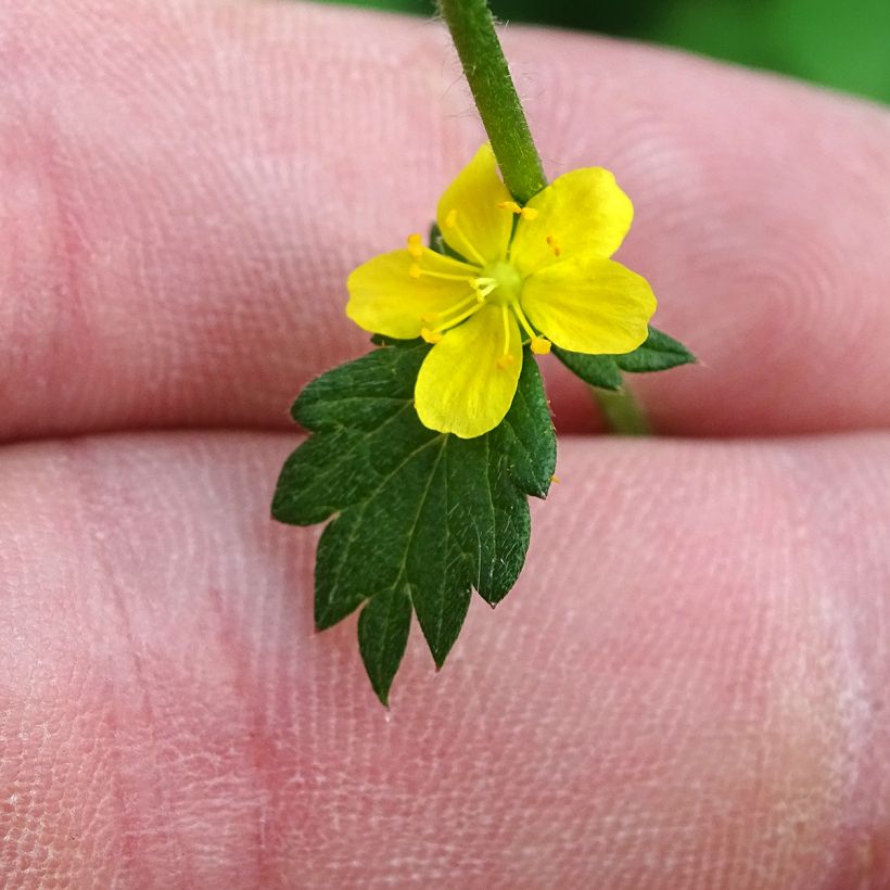 Agrimonia eupatoria - Gewone agrimonie (Flowering)
