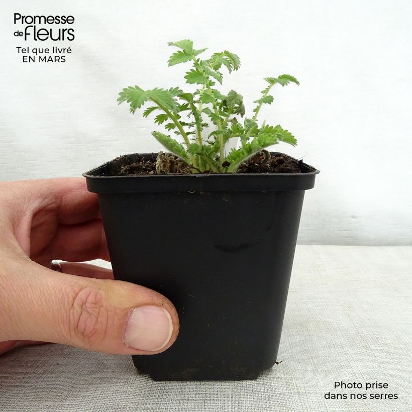 Exemplaar van Agrimonia eupatoria - Gewone agrimonie Kweekpotje van 8/9 cm zoals geleverd in de lente