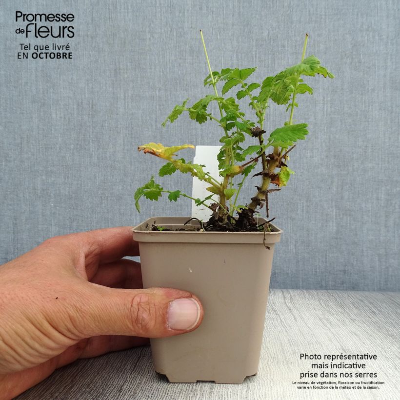 Exemplaar van Agrimonia eupatoria - Gewone agrimonie Kweekpotje van 8/9 cm zoals geleverd in de herfst