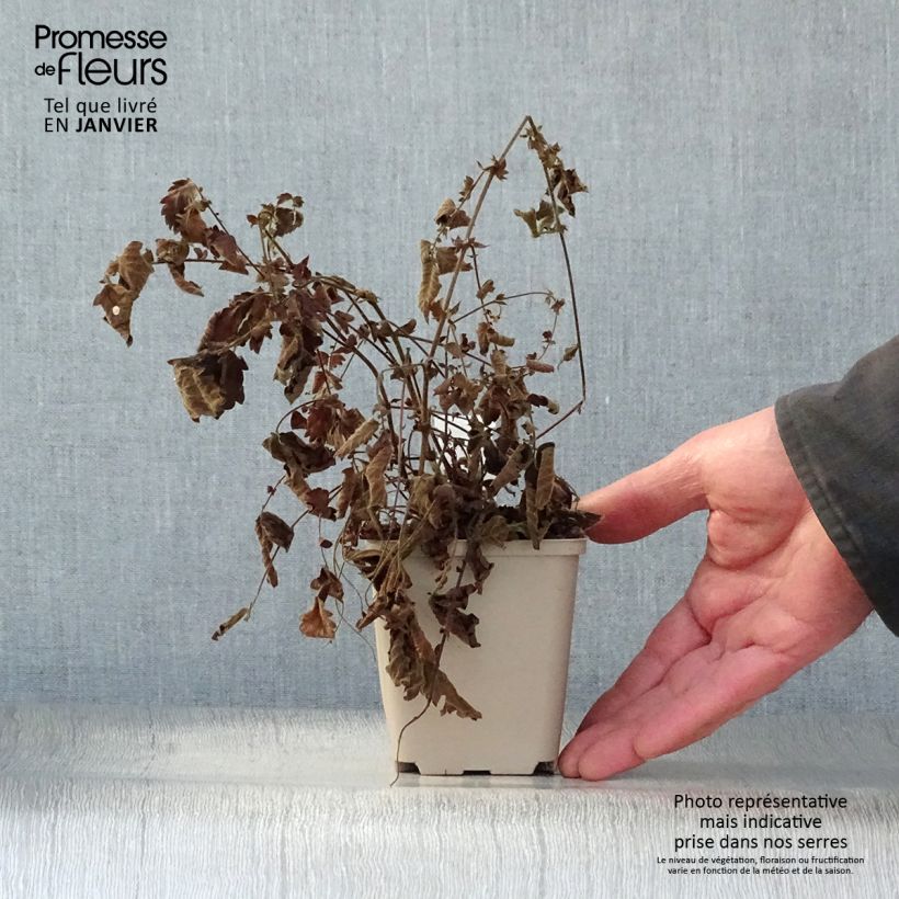 Example of Agrimonia eupatoria - Gewone agrimonie Kweekpotje van 8/9 cm as you get in hiver