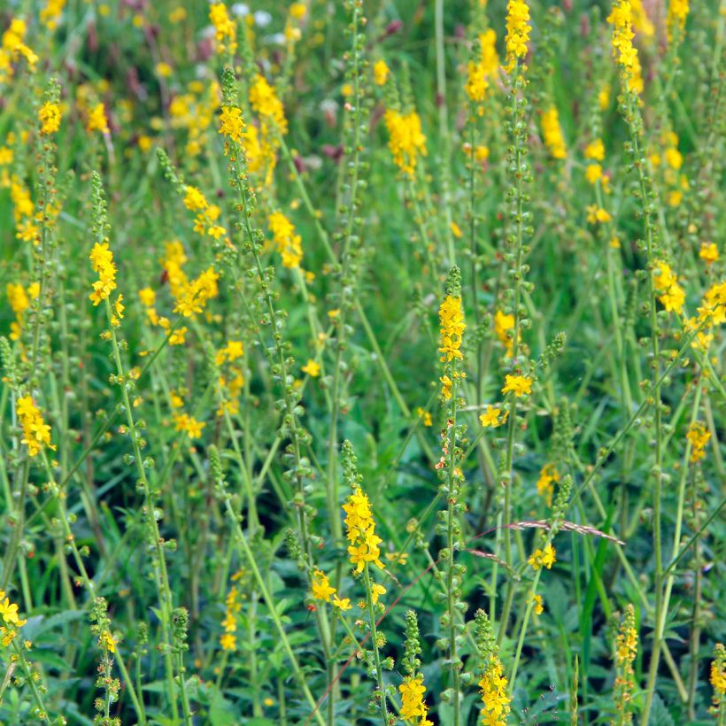 Agrimonia eupatoria - Gewone agrimonie (Groeiplaats)