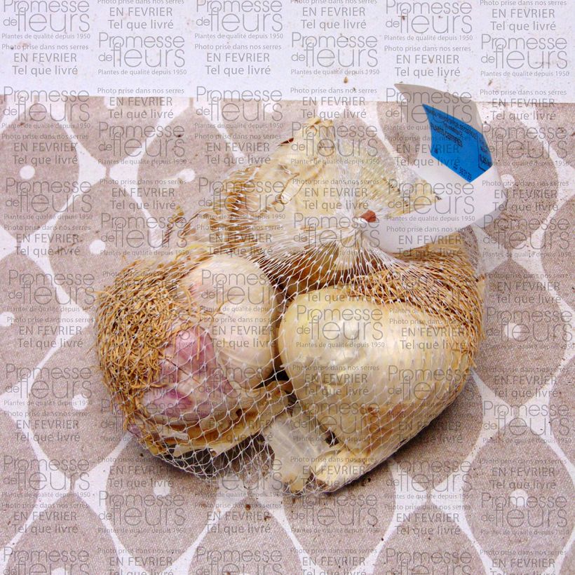 Voorbeeld van een exemplaar van Knoflook Printanor Stuk kaliber 45/+ mm zoals geleverd