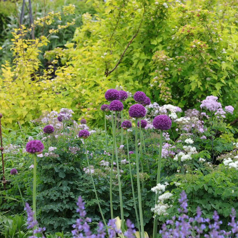 Allium Ambassador - Sierui (Groeiplaats)
