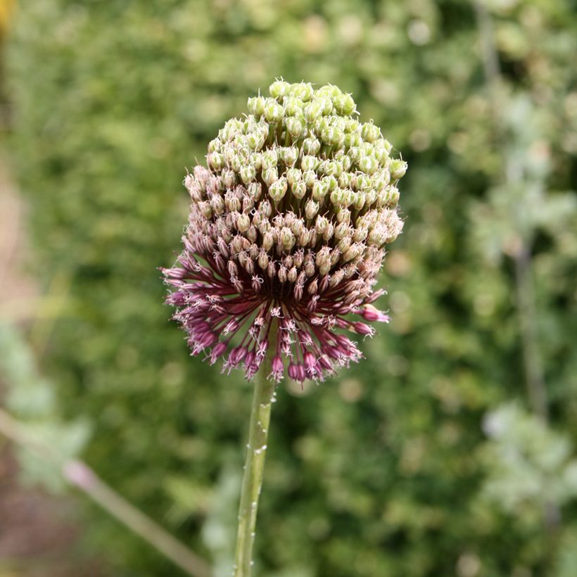 Allium amethystinum - Sierui (Bloei)