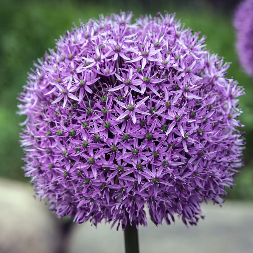 Allium Gladiator - Sierui (Bloei)