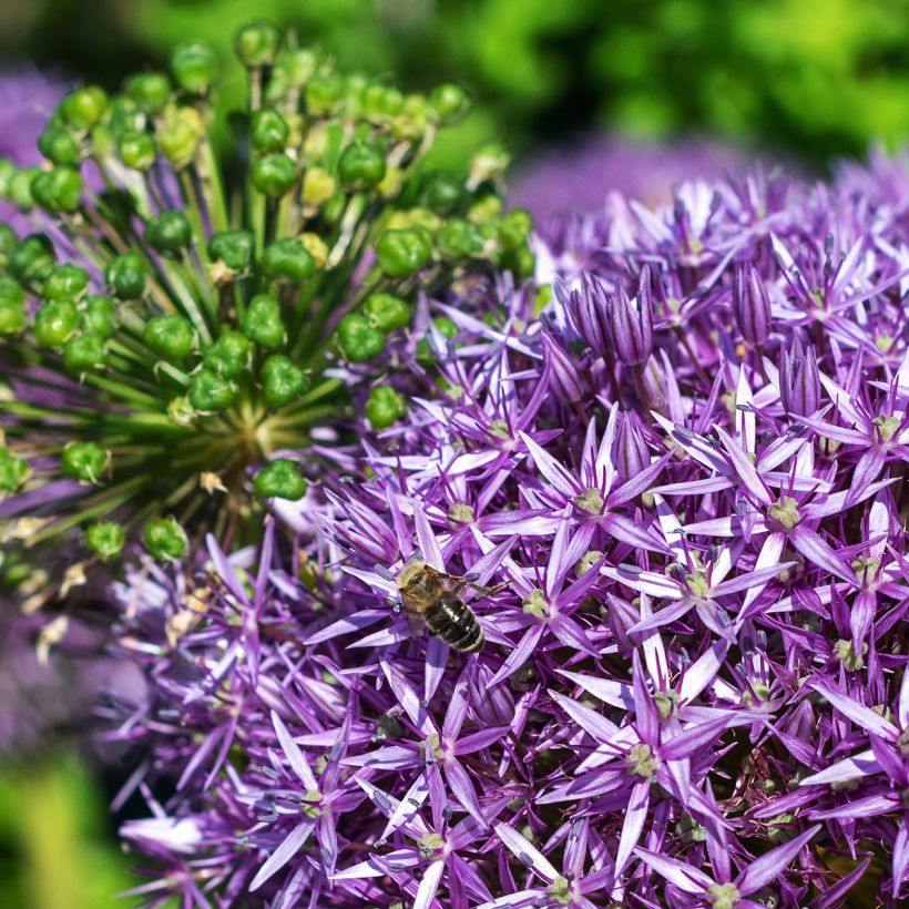 Allium Globemaster - Sierui (Bloei)