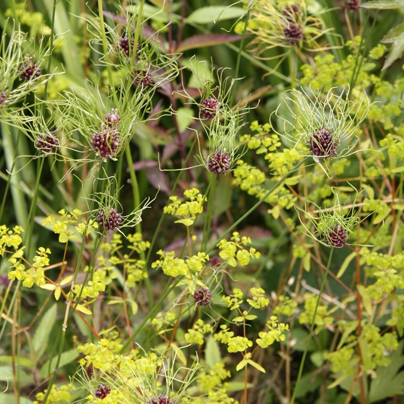 Allium vineale Hair - Kraailook (Groeiplaats)