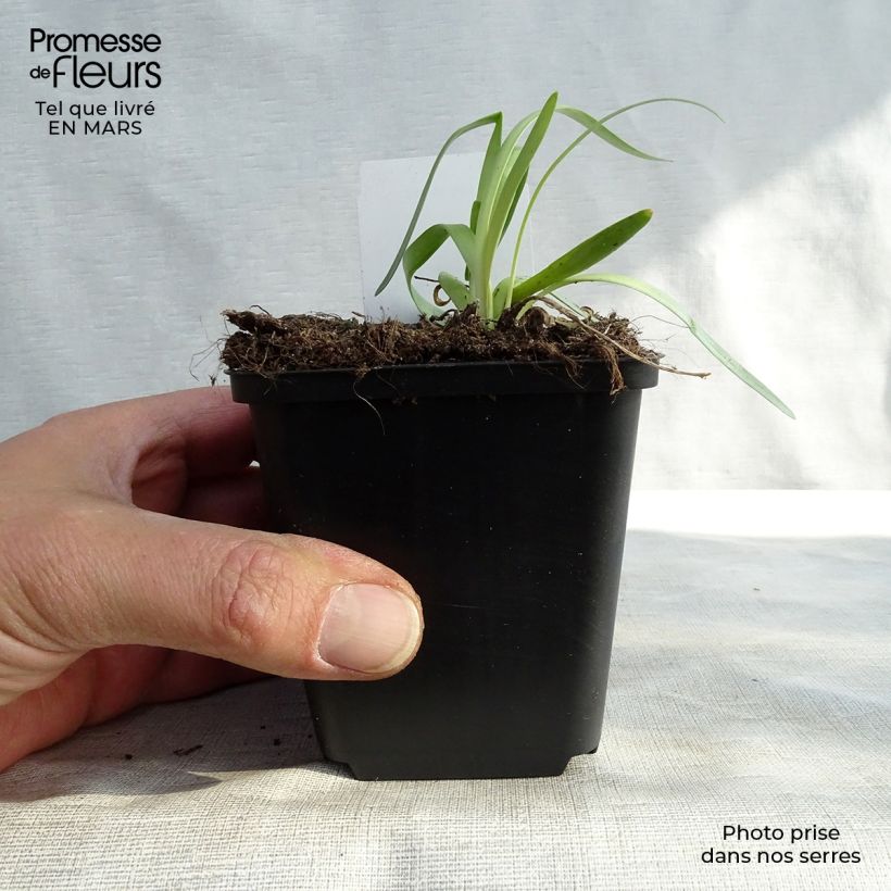 Example of Allium Millenium - Sierui Kweekpotje van 8/9 cm as you get in hiver