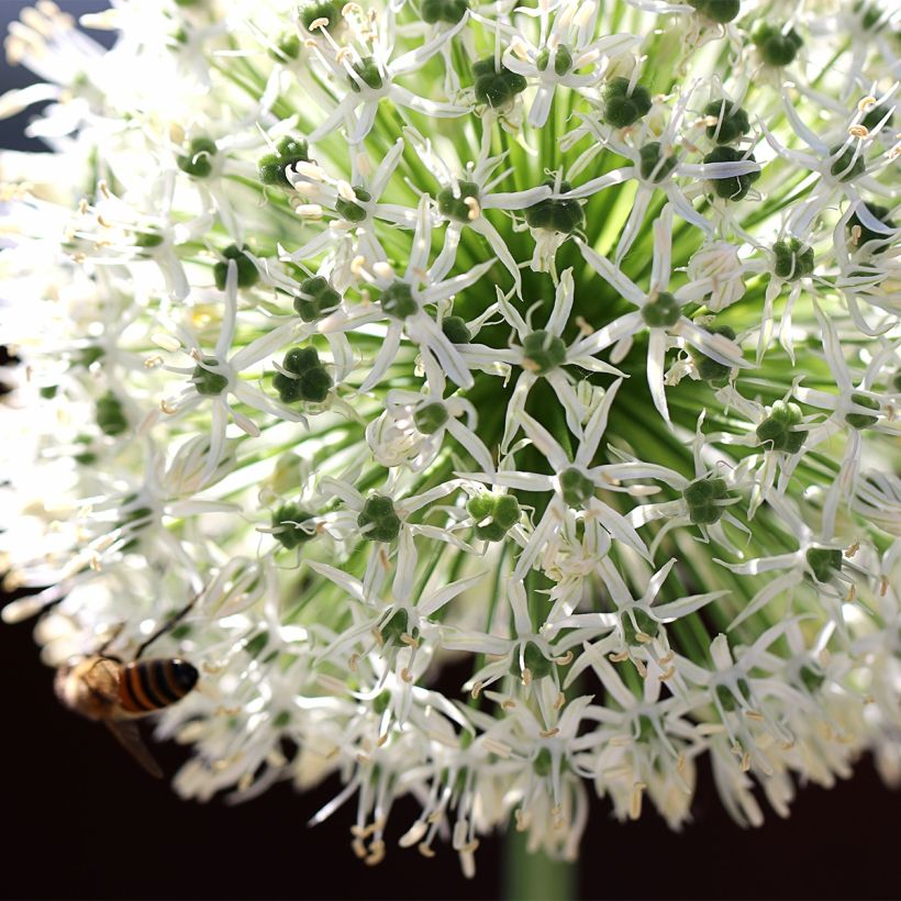 Allium Mount Everest - Sierui (Bloei)