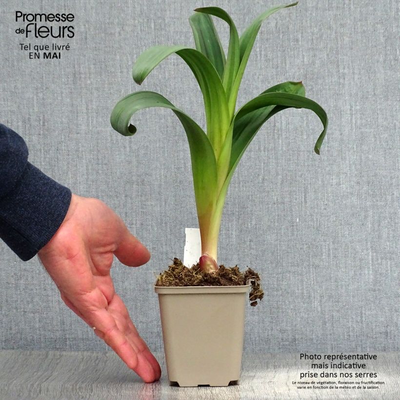 Exemplaar van Allium Ostara - Sierui Kweekpotje van 8/9 cm zoals geleverd in de lente