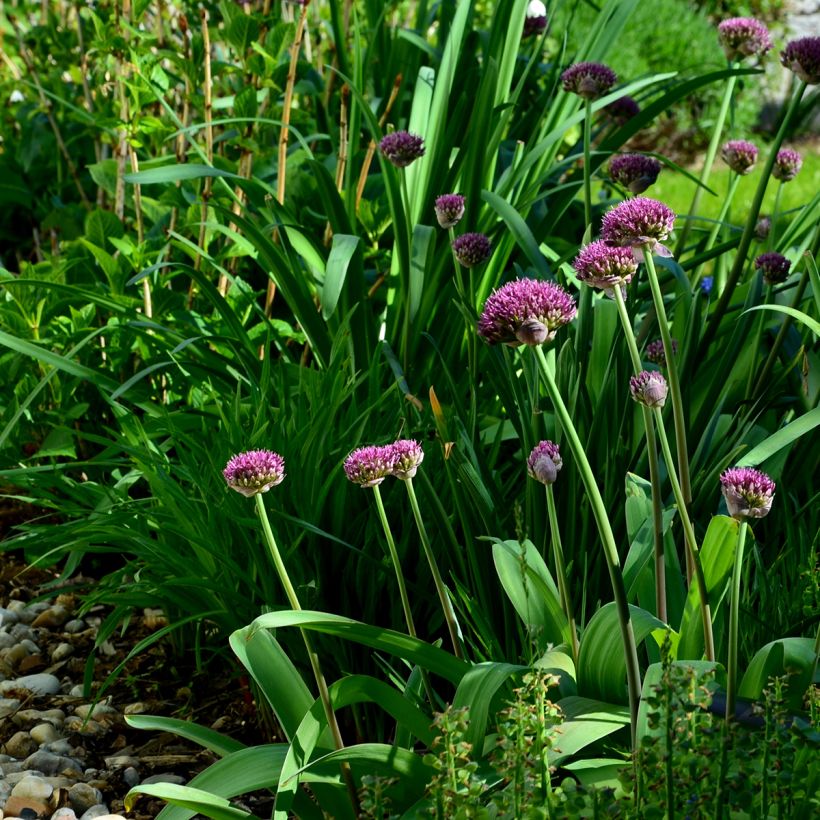 Allium Ostara - Sierui (Groeiplaats)