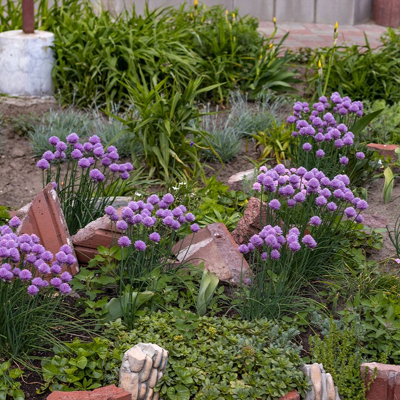 Allium Serendipity - Sierui (Groeiplaats)