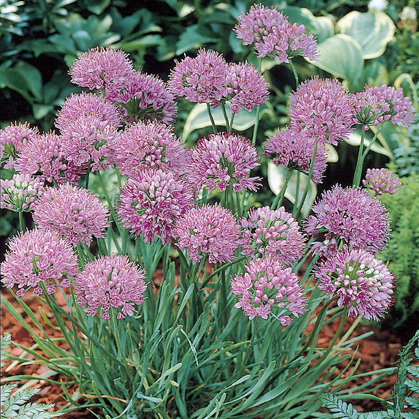 Allium angulosum - Kantige look (Groeiplaats)