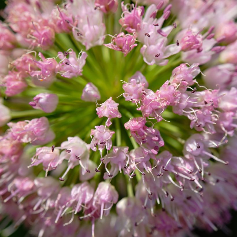 Allium angulosum - Kantige look (Bloei)