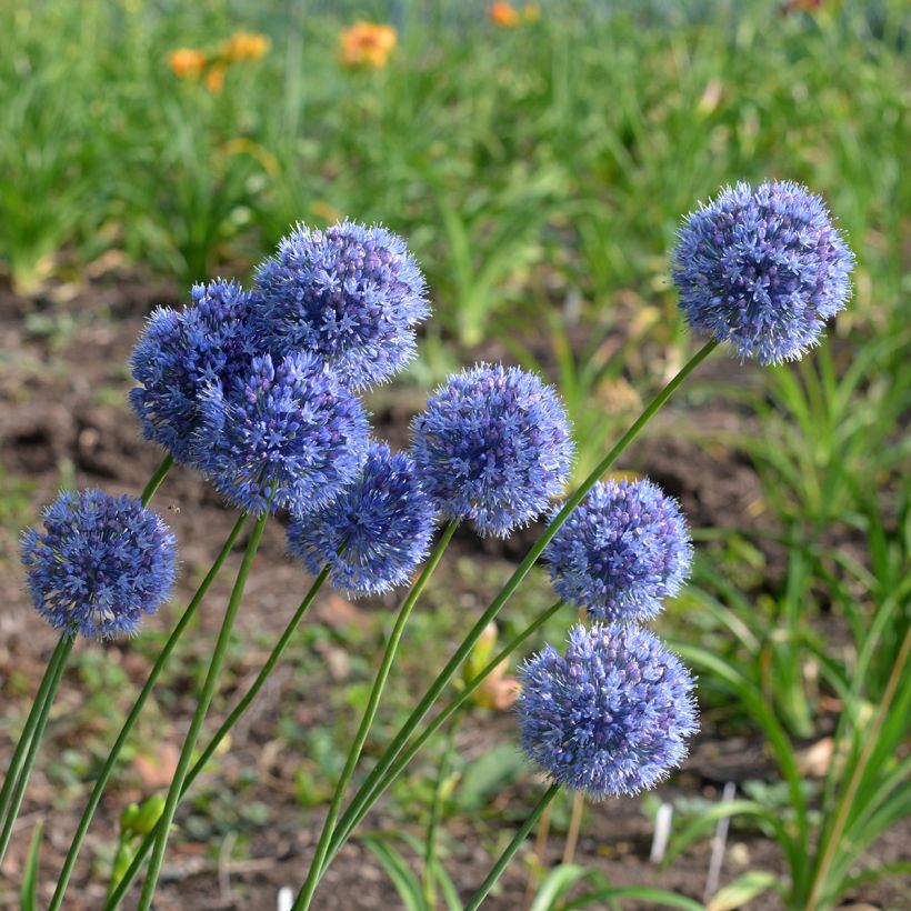 Allium caeruleum - Blauwe sierui (Groeiplaats)