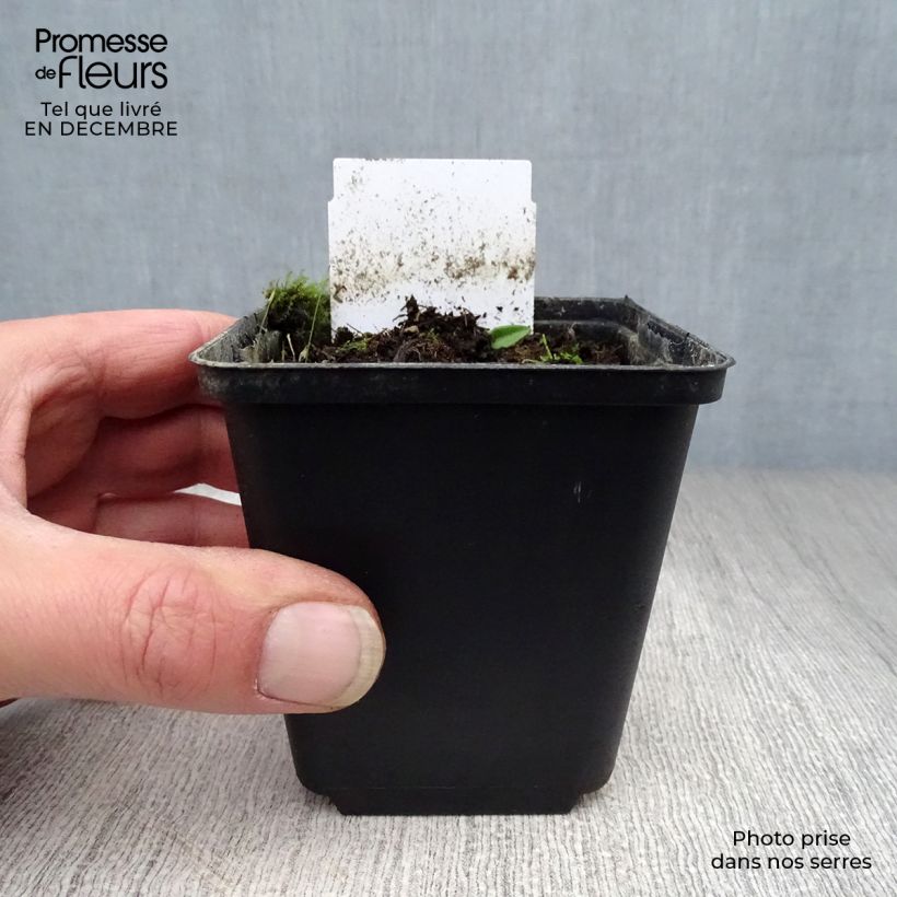 Example of Allium karataviense - Ail d'ornement du Turkestan Pot van 12 cm / 13 cm as you get in hiver