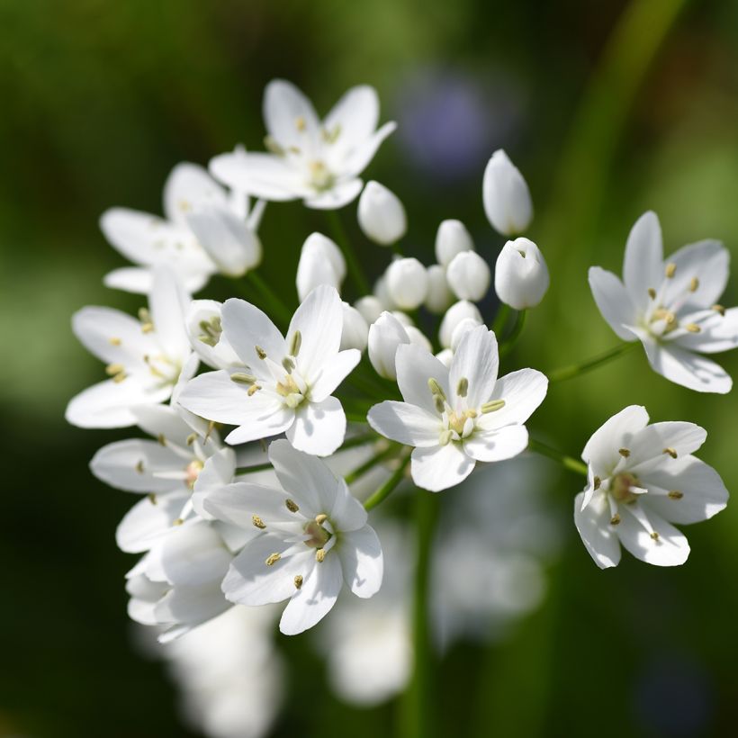 Allium neapolitanum Groupe Cowanii - Bruidsuitje (Bloei)