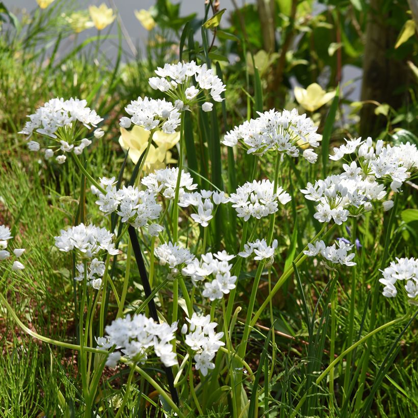 Allium neapolitanum Groupe Cowanii - Bruidsuitje (Groeiplaats)