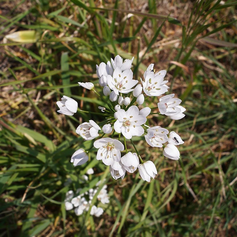 Allium neapolitanum - Bruidsuitje (Bloei)