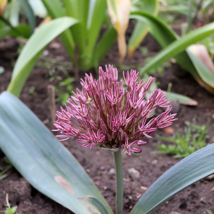 Allium nevskianum - Sierui (Groeiplaats)