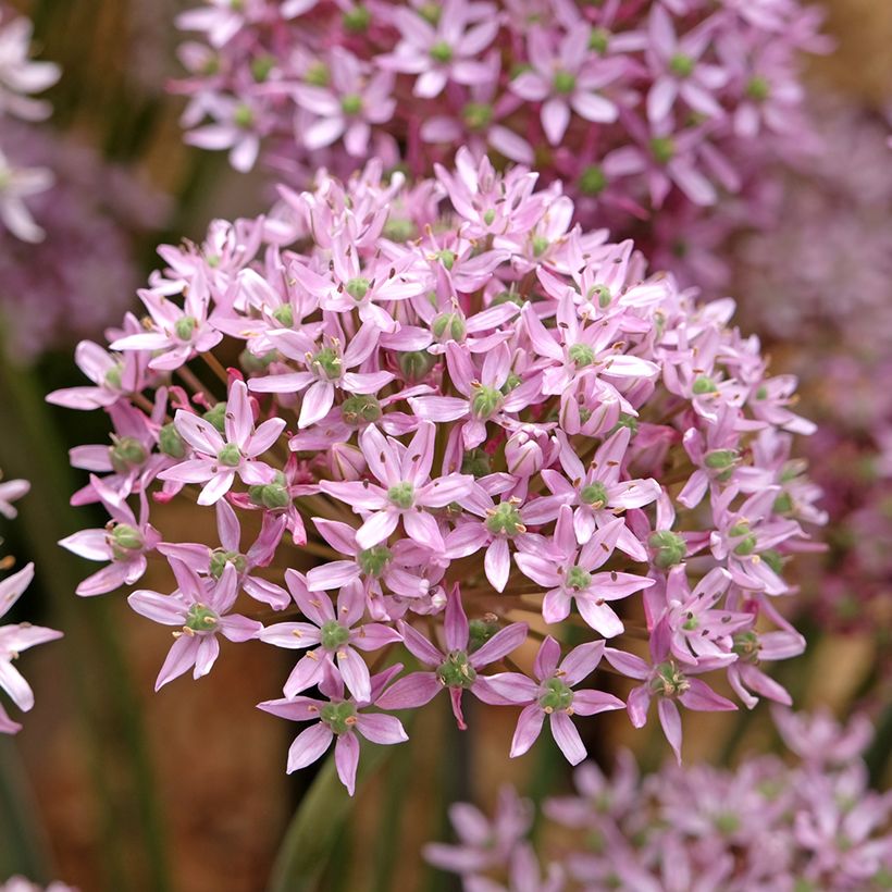 Allium nigrum Pink Jewel - Zwarte look (Bloei)
