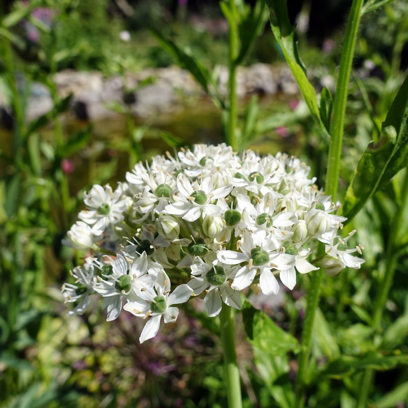 Allium nigrum ssp multibulbosum - Zwarte look (Bloei)