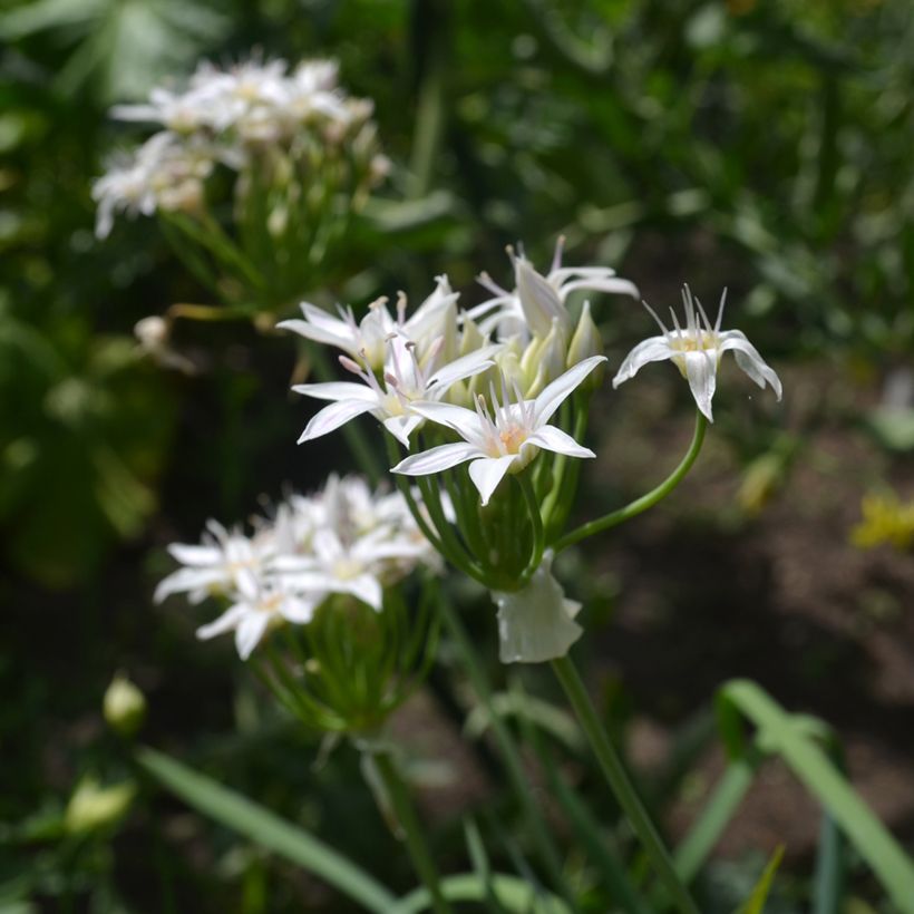 Allium plummerae - Sierui (Bloei)