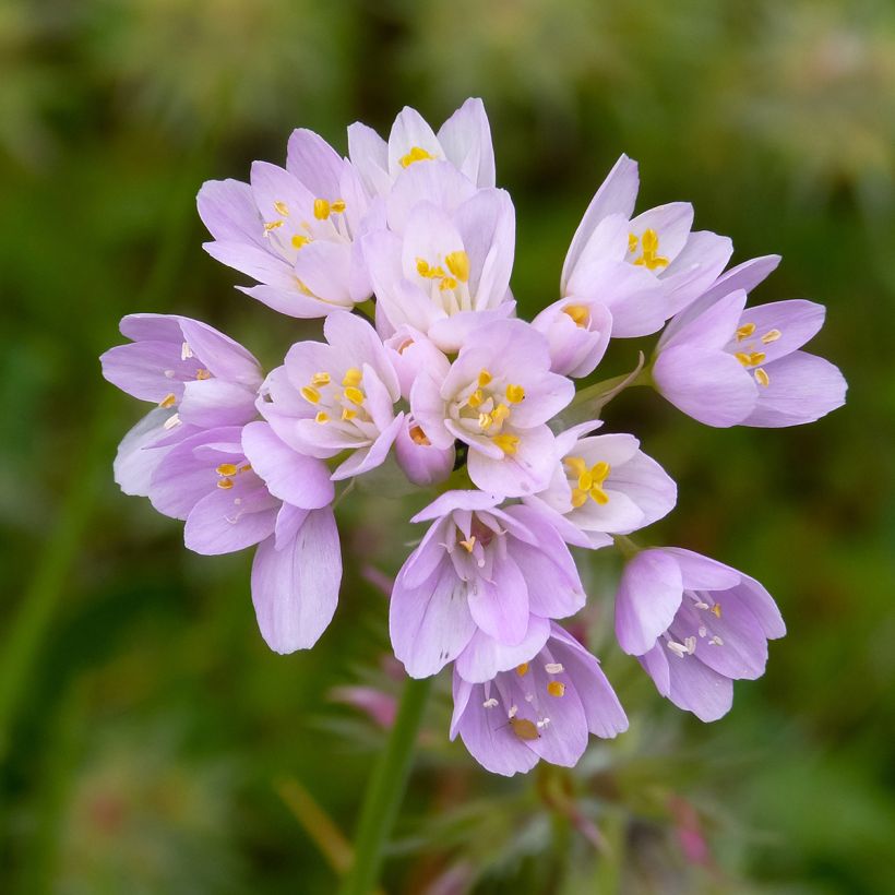 Allium roseum - Sierui (Bloei)