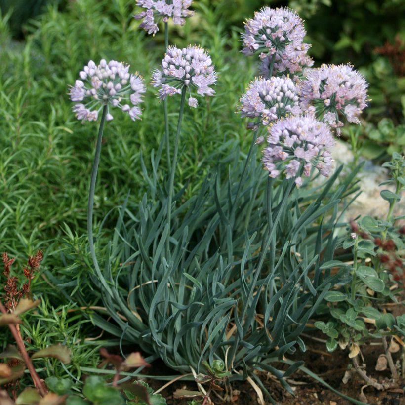 Allium senescens Lisa Blue - Sierui (Plant habit)