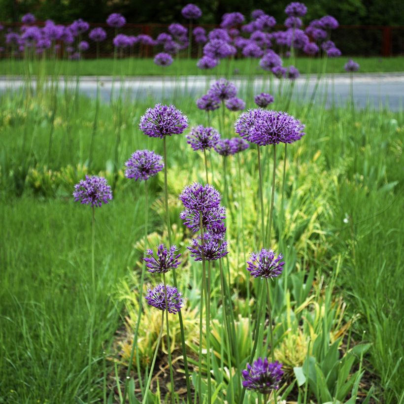 Allium stipitatum Violet Beauty - Sierui (Groeiplaats)