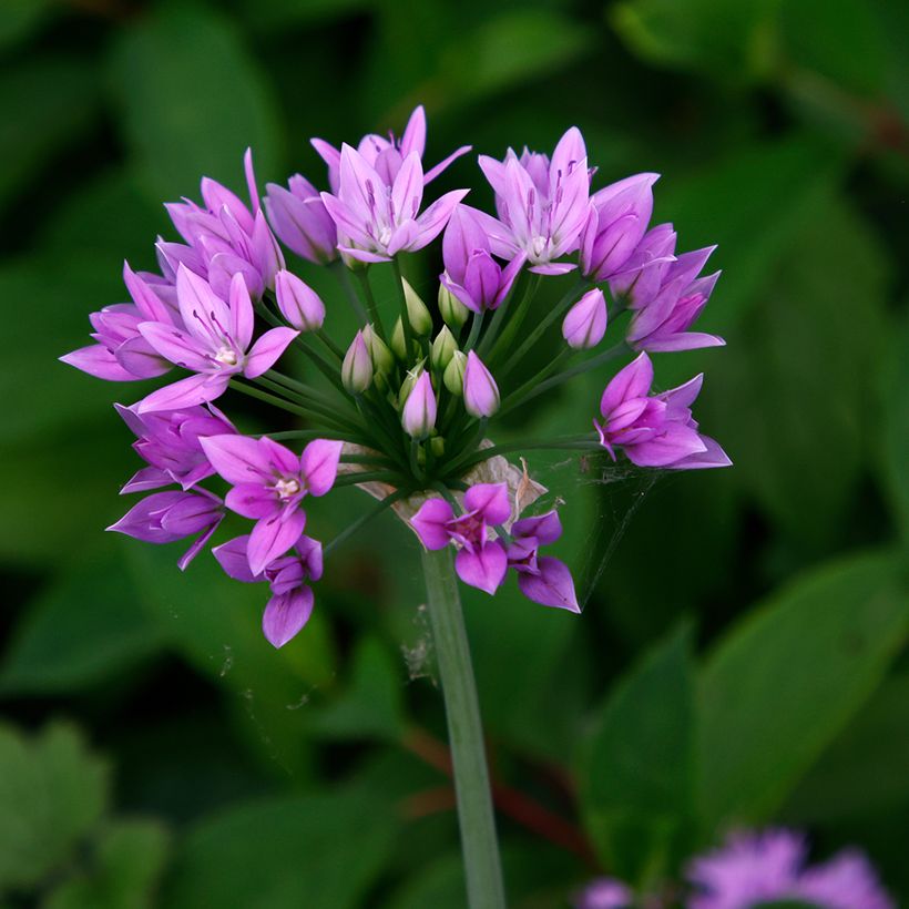 Allium unifolium Eros - Amerikaanse look (Bloei)