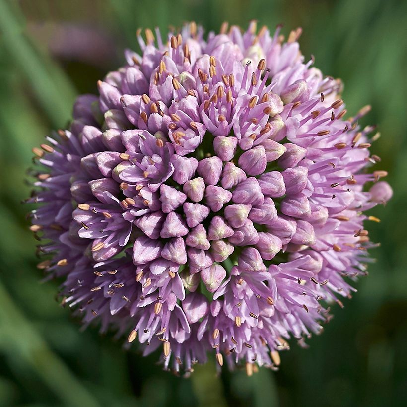 Allium senescens Avatar - Sierui (Flowering)