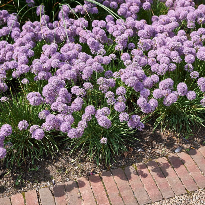 Allium senescens Avatar - Sierui (Plant habit)