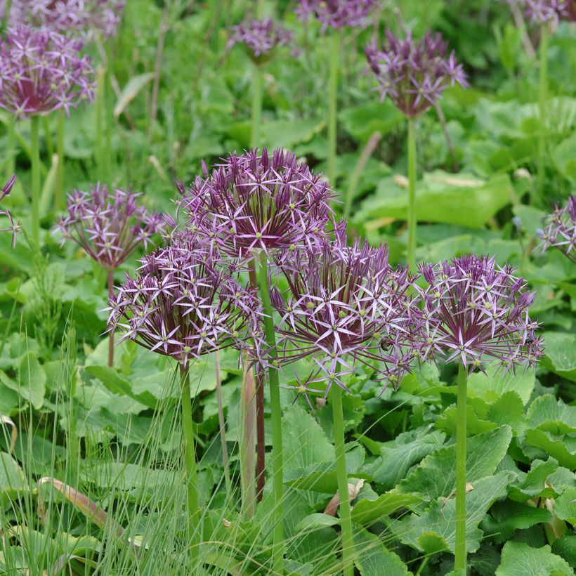 Allium christophii - Sterrenlook (Groeiplaats)