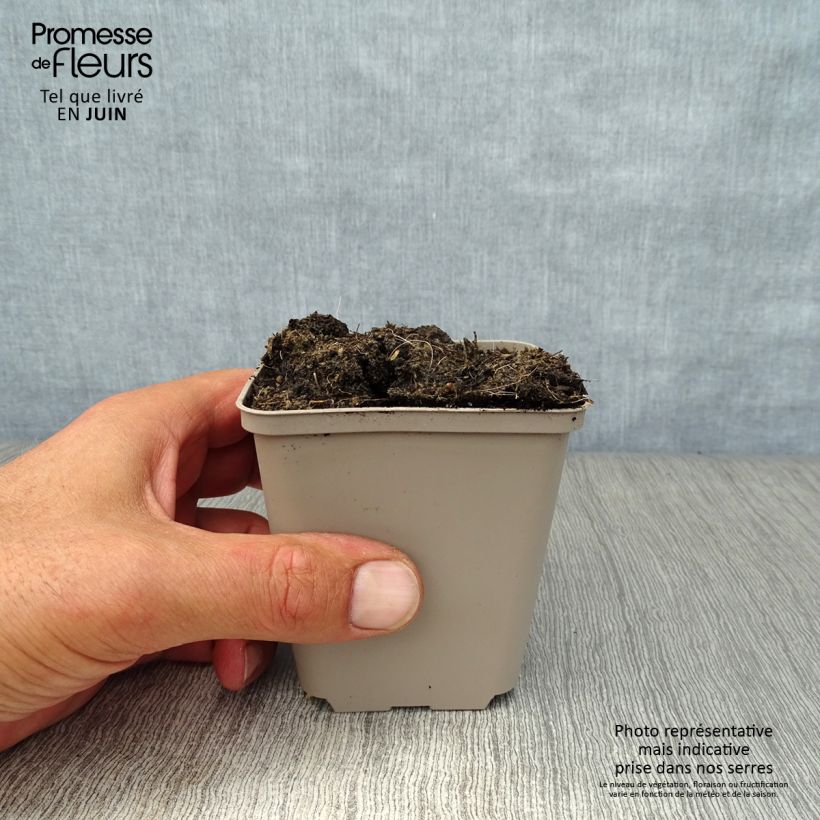 Exemplaar van Daslook - Allium ursinum Kweekpotje van 7/8 cm zoals geleverd in de zomer