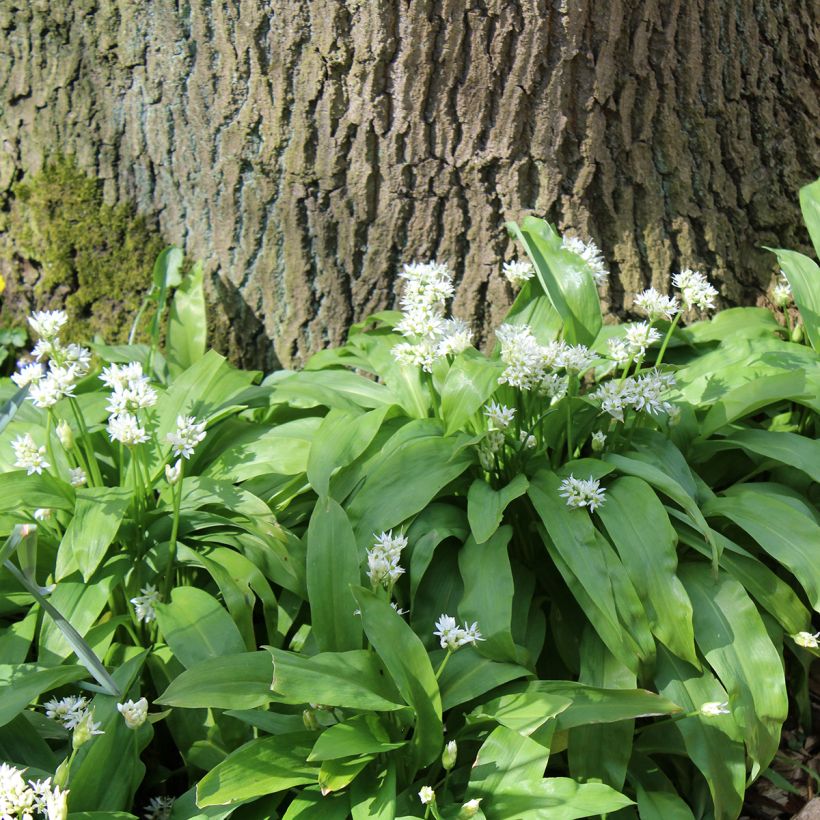 Daslook - Allium ursinum (Groeiplaats)