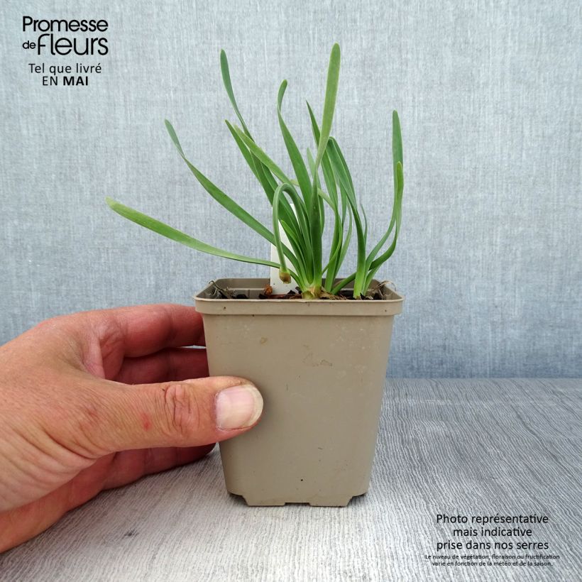 Exemplaar van Allium Little Sapphire - Sierui Kweekpotje van 8/9 cm zoals geleverd in de lente