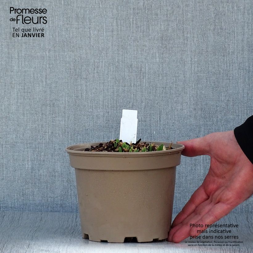 Example of Allium Serendipity - Sierui Pot van 2 l/3 l as you get in hiver