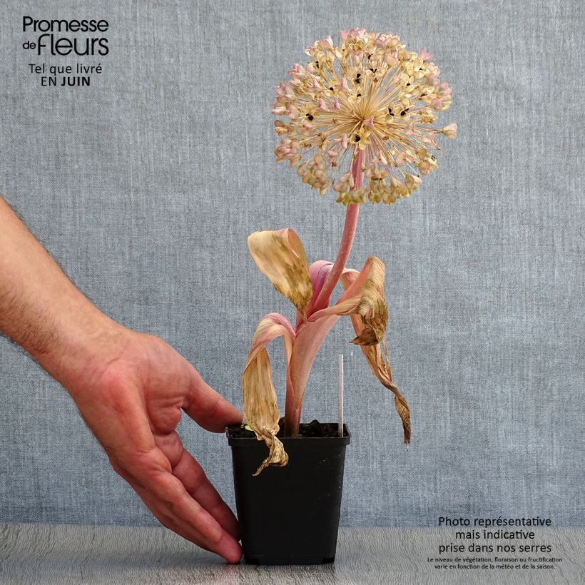 Exemplaar van Allium karataviense - Puinlook Pot van 12 cm / 13 cm zoals geleverd in de zomer