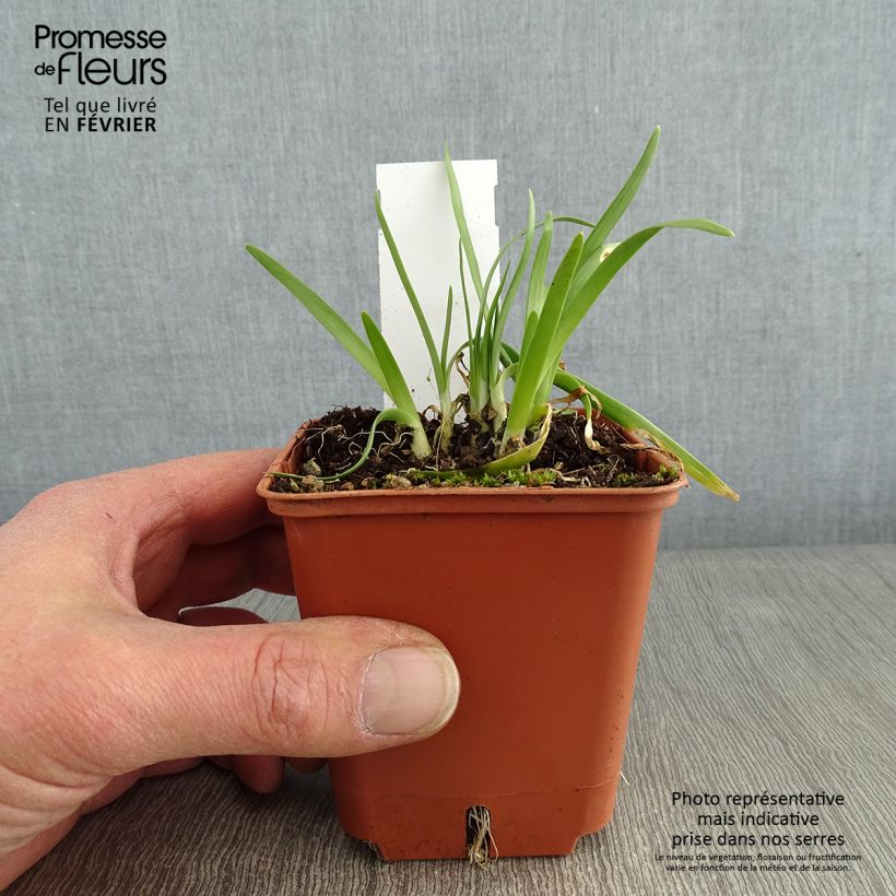 Example of Allium senescens Avatar - Sierui Kweekpotje van 7/8 cm size I as you get in hiver