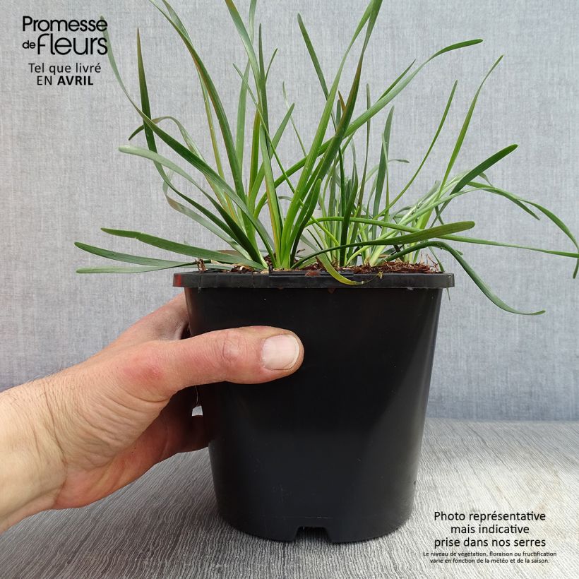 Exemplaar van Allium senescens Lisa Green - Sierui Pot van 2 l/3 l zoals geleverd in de lente