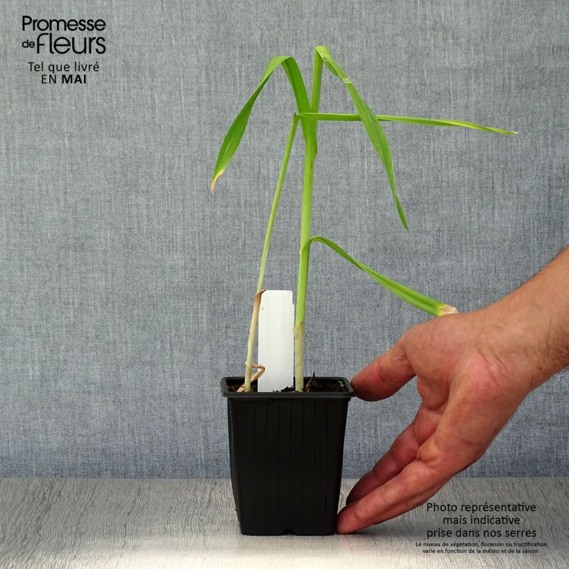 Exemplaar van Slangenlook - Allium scorodoprasum Kweekpotje van 8/9 cm zoals geleverd in de lente