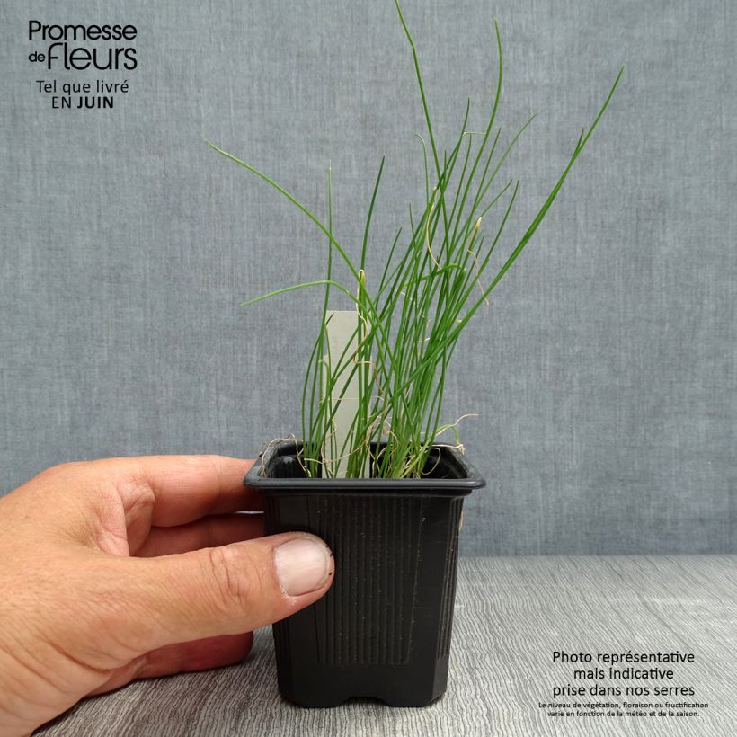 Exemplaar van Slangenlook - Allium scorodoprasum Kweekpotje van 8/9 cm zoals geleverd in de zomer