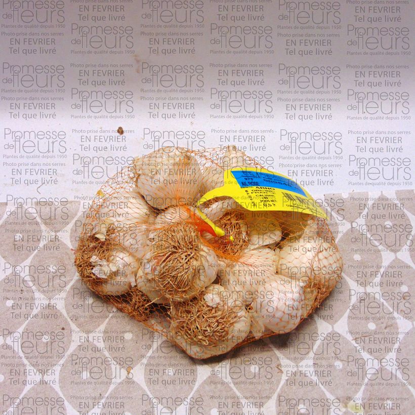 Voorbeeld van een exemplaar van Knoflook Arno Stuk kaliber 28/40 mm zoals geleverd