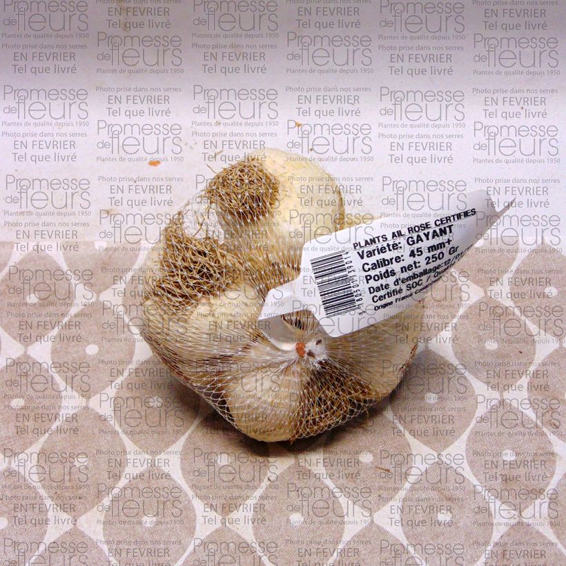 Voorbeeld van een exemplaar van Knoflook Gayant (pootgoed) Stuk kaliber 28/40 mm zoals geleverd