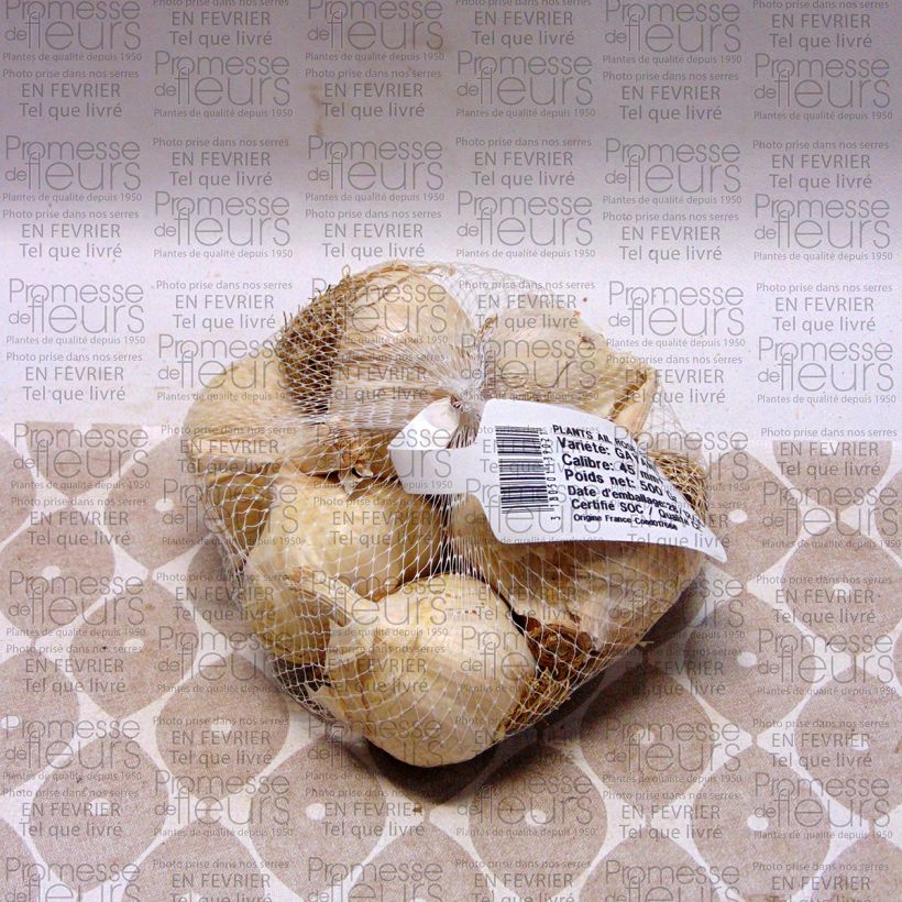 Voorbeeld van een exemplaar van Knoflook Gayant (pootgoed) Stuk kaliber 28/40 mm zoals geleverd