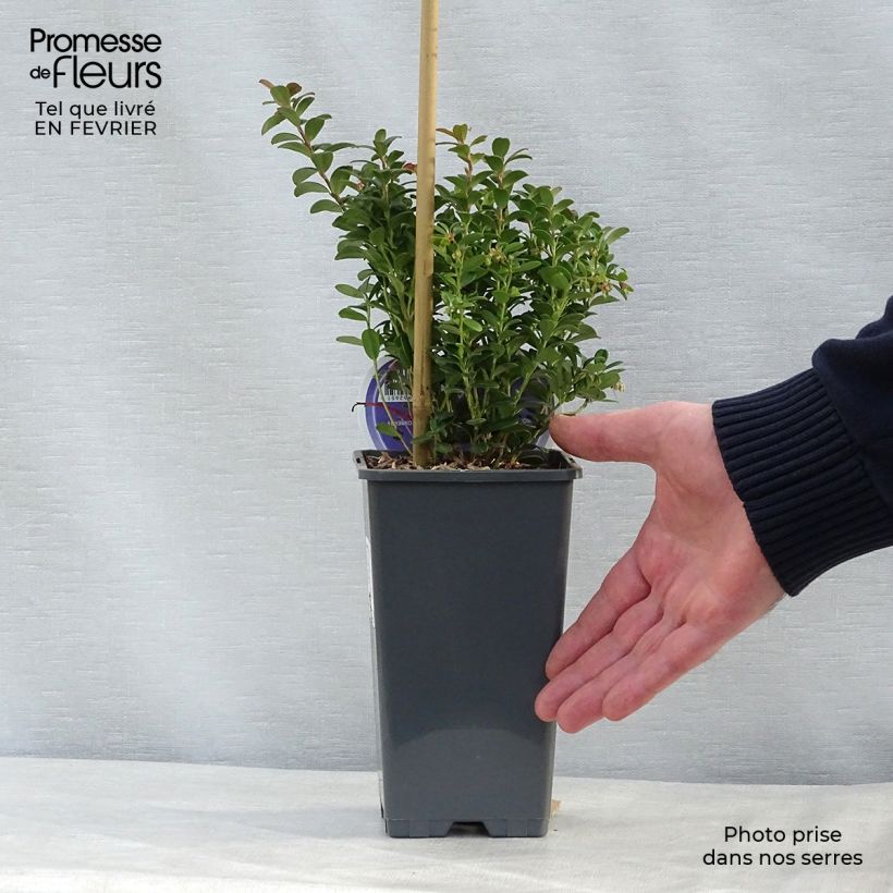 Example of Airelle, Vaccinium vitis idaea Pot van 1,5 l/2 l as you get in hiver